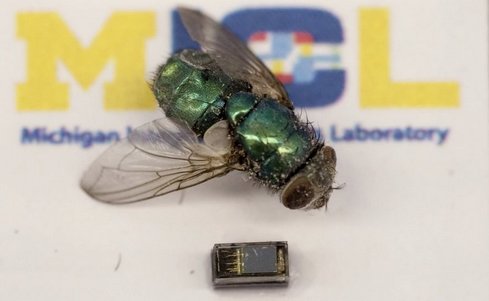 Фото самого маленького компьютера на фоне мухи